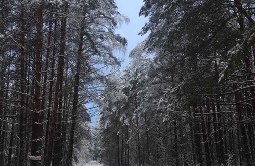 Idritsa Casa | Гнездо аиста