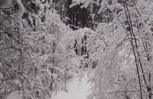 Idritsa Casa | Гнездо аиста