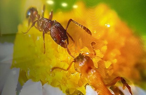 Uralsk Apartamento | ЖК Гранд хаус