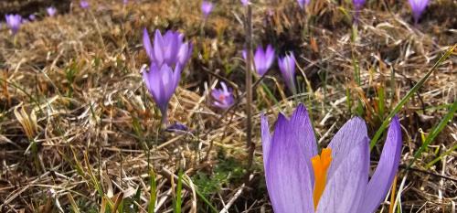 Smolyan Villa | Комплекс Арда