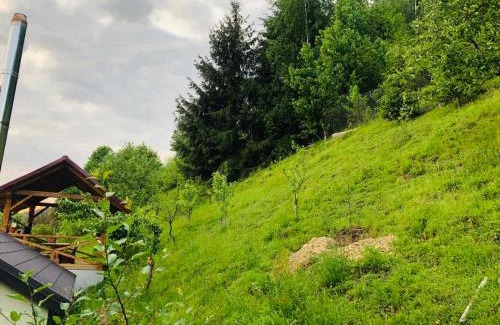 Soymy Casa | Під лісом