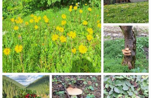 Soymy Casa | Шепіт Карпат