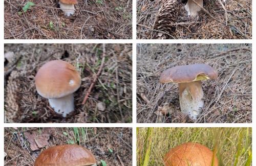 Soymy Casa | Шепіт Карпат