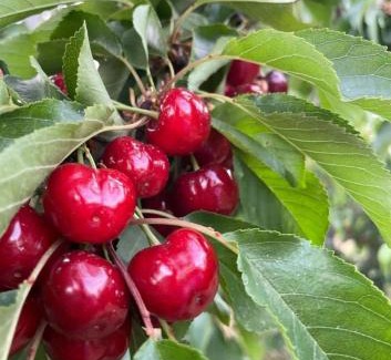 Sha'al Chalet De Esquí | בריאה אירוח בטבע