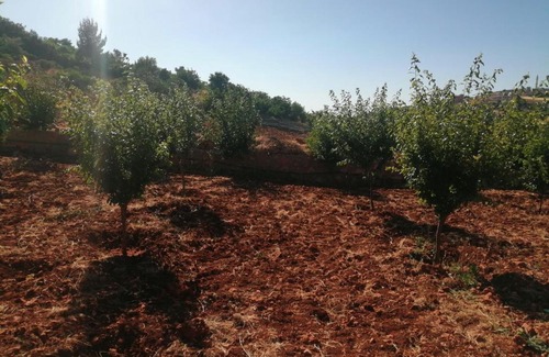 Ajloun Governorate Casa | مزرعة راس منيف عجلون