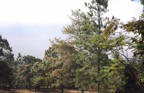 Pang Mu Casa | สวนสน โฮมสเตย์