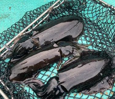 Muzuki Apartamento | 民泊貸別荘 フェザンツ2