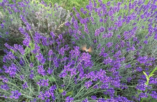 Velines Cabaña | 16th Century Historic Manor House - Kiwi Cottage - 12mx6m Heated Pool