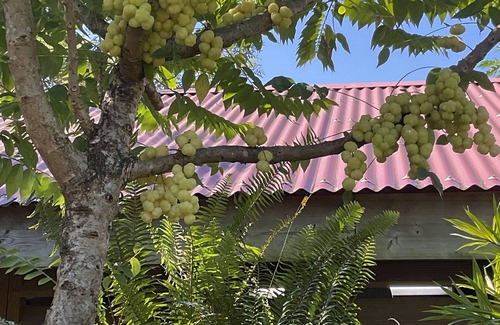 Barroui Cabina | 2 bedroom wooden cottage micro Climate living. open air living