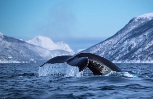 Tromso Alquiler De Eote | 24hrs Northern Lights & Whale Watching Cruise
