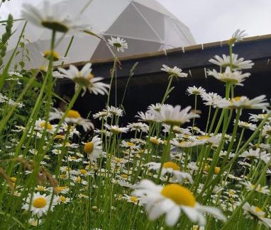 Ambrolauri Apartamento | 4 seasons. 4 სეზონი Glamping Georgia Racha