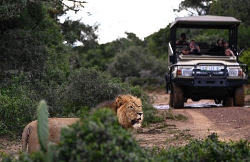 Paterson Cabina | Addo Elephant Safari Lodge - Bellevue Forest Reserve