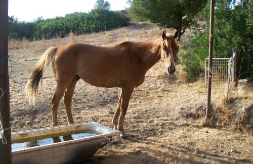 Bortigiadas Casa | Agriturismo Farris Massimo