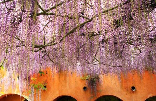 Vecchiano Casa | Agriturismo Poggio la Fioraia