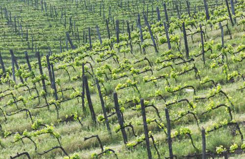 Rapolano Terme Casa | Agriturismo Villa Buoninsegna