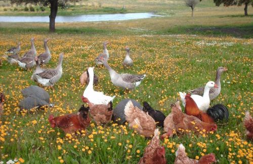Minas de Sao Domingos Casa | Agro-Turismo Monte da Galega