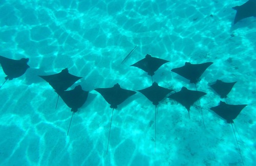 Bora Bora Alquiler De Eote | An amazing cruise juste for you ! Bora-Bora, Leeward islands