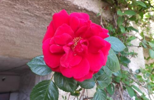 Goreme Casa | Anatolia cave hotel Pension