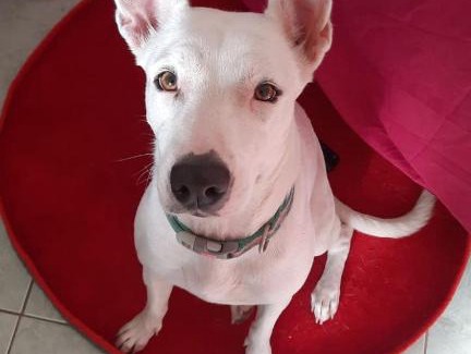 Poinciana Casa | Angels touch