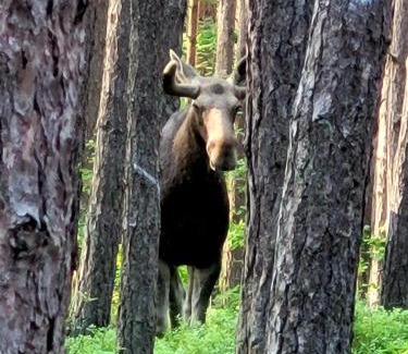Orlinki Apartamento | Apartamenty Wiślany Przekop