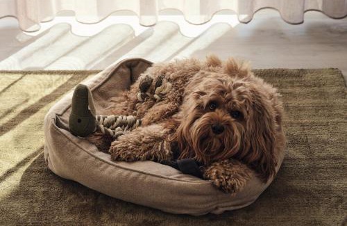 Zirchow Apartamento | Apartment A 12 "Pine Hill Resort"