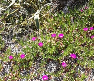 Sa Rocca Tunda Apartamento | Apartment The Sea of Sardinia Domus Gerardii
