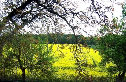 Schipkau Apartamento | Apartamento Zum Walnussbaum