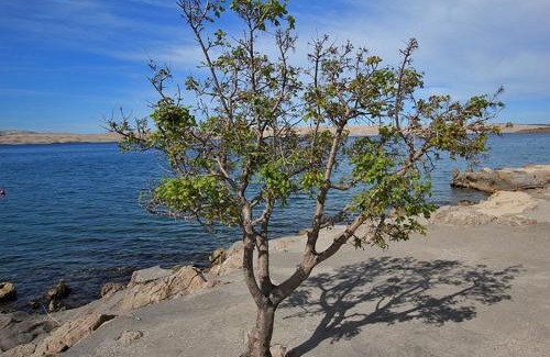 Cesarica Apartamento | Apartments Matea with Pool and sea view