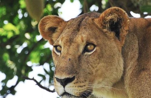 Kaabong Cabina | Apoka Safari Lodge