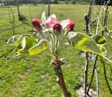 Elgin Chalet De Esquí | Apple Cottage