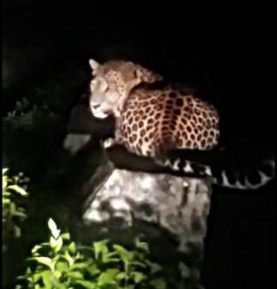 Sirala Casa | Awadh Niwas A Home in the Heart of the Forest