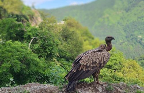 Sirala Casa | Awadh Niwas A Home in the Heart of the Forest