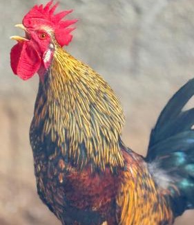 Muniz Freire Casa | Bangalô-Nosso Escritorio-Hospedagem Rural