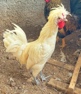 Muniz Freire Casa | Bangalô-Nosso Escritorio-Hospedagem Rural