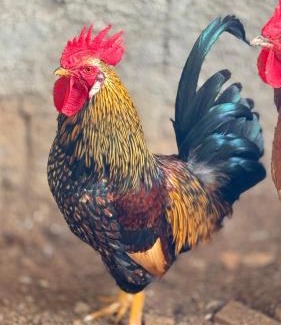 Muniz Freire Casa | Bangalô-Nosso Escritorio-Hospedagem Rural