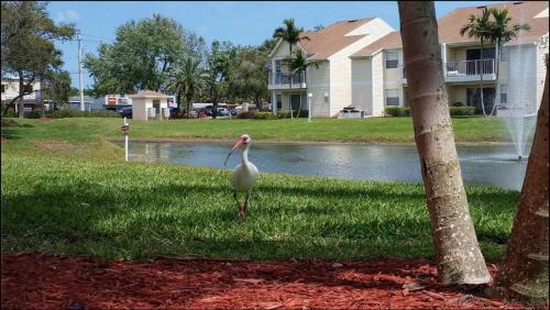 Indian Harbour Beach Apartamento | Beachside Pond View Retreat - BC155