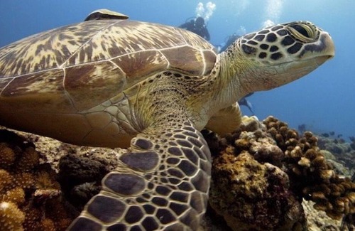 Gili Trawangan Cabaña | La mejor villa hogareña en Gili Trawangan Lombok