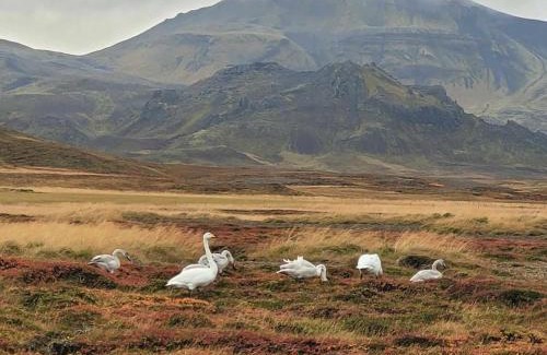 Stykkisholmur Casa | Birkilundur 10 Stykkishólmur