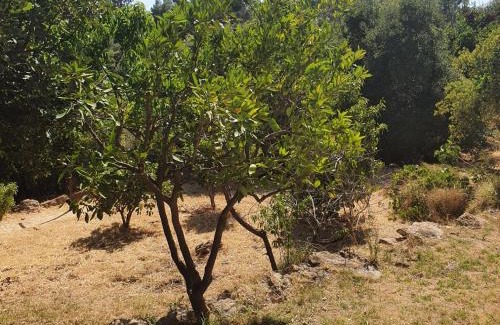 Amirim Cabina | Bloom's Studio הסטודיו של בלום