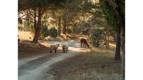 Bungendore Casa | Blue Gum at Aranya Acres by Tiny Away