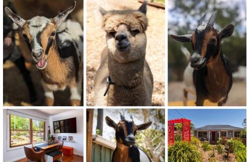 Hazelbrook Casa | Blue Mountains Urban Farm Stay near Sydney