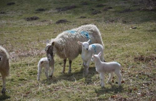 Rothbury Apartamento | Bluebell Cottage at Westcliffe House, Rothbury