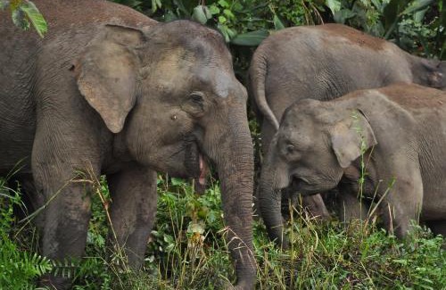 Sukau Cabina | Borneo Nature Lodge