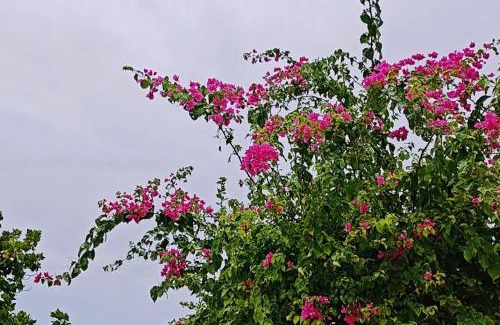 Bodufolhudhoo Casa | Bougan Villea Retreat