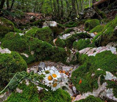 Cetinje Chalet De Esquí | Breeze Home Cottage