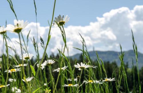Poertschach am Woerthersee Apartamento | Buchreiter Sonnenhügel Jaga Stub'n