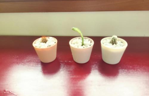 Carreña Apartamento | Ca Na Daniela