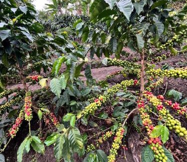 San Francisco Otro | Cabaña Gretel