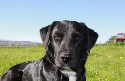 Borgarnes Apartamento | Cabin 2 at Lundar Farm