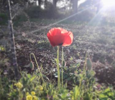 Hararit Chalet De Esquí | Cabin In The View